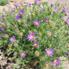 Tahoka Daisy Prairie Aster Machaeranthera tanacetifolia 100 Seeds Tahoka Daisy Prairie Aster Machaeranthera tanacetifolia 100 Seeds