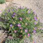 Tahoka Daisy Prairie Aster Machaeranthera tanacetifolia 100 Seeds