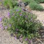 Tahoka Daisy Prairie Aster Machaeranthera tanacetifolia 100 Seeds