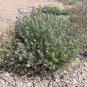 Tahoka Daisy Prairie Aster Machaeranthera tanacetifolia 100 Seeds