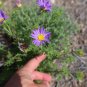 Tahoka Daisy Prairie Aster Machaeranthera tanacetifolia 100 Seeds