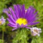Tahoka Daisy Prairie Aster Machaeranthera tanacetifolia 100 Seeds