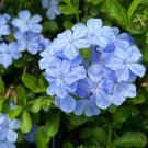 Plumbago  10 Seeds  Plumbago auriculata