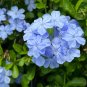 Plumbago 10 Seeds Plumbago auriculata