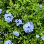 Plumbago 10 Seeds Plumbago auriculata