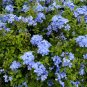 Plumbago 10 Seeds Plumbago auriculata