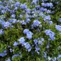 Plumbago 10 Seeds Plumbago auriculata