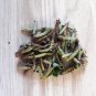 Plumbago 10 Seeds Plumbago auriculata