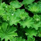 Lady's Mantle Alchemilla vulgaris 100 Seeds