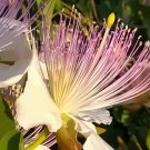 Caper Bush  20 Seeds  Capparis spinosa