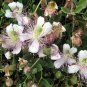 Caper Bush 20 Seeds Capparis spinosa