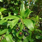 Marlberry Ardisia escallonioides 10 Seeds