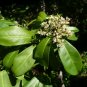Marlberry Ardisia escallonioides 10 Seeds