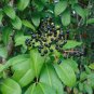 Marlberry Ardisia escallonioides 10 Seeds