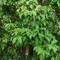 Marlberry Ardisia escallonioides 10 Seeds