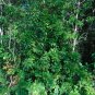 Marlberry Ardisia escallonioides 10 Seeds