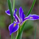 Savanna Iris 10 Seeds Iris savannarum Savanna Iris 10 Seeds Iris savannarum