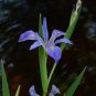 Savanna Iris  10 Seeds  Iris savannarum