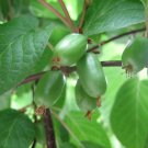 Hardy Kiwi 100 Seeds Actinidia arguta Hardy Kiwi 100 Seeds Actinidia arguta