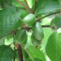 Hardy Kiwi 100 Seeds Actinidia arguta