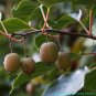 Hardy Kiwi 100 Seeds Actinidia arguta