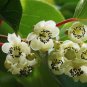 Hardy Kiwi 100 Seeds Actinidia arguta