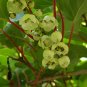 Hardy Kiwi 100 Seeds Actinidia arguta