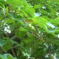 Hardy Kiwi 100 Seeds Actinidia arguta
