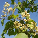 Yellow Catalpa Catalpa ovata 100 Seeds Yellow Catalpa Catalpa ovata 100 Seeds