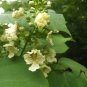 Yellow Catalpa Catalpa ovata 100 Seeds