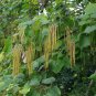 Yellow Catalpa Catalpa ovata 100 Seeds
