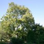 Yellow Catalpa Catalpa ovata 100 Seeds