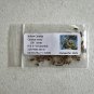 Yellow Catalpa Catalpa ovata 100 Seeds