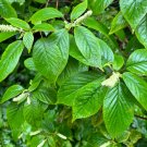 Mountain Sweet Pepperbush 100 Seeds Clethra acuminata Mountain Sweet Pepperbush 100 Seeds Clethra acuminata