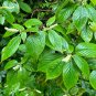 Mountain Sweet Pepperbush 100 Seeds Clethra acuminata
