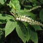 Mountain Sweet Pepperbush 100 Seeds Clethra acuminata