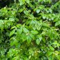 Mountain Sweet Pepperbush 100 Seeds Clethra acuminata