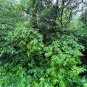 Mountain Sweet Pepperbush 100 Seeds Clethra acuminata