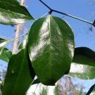 Greenbrier Smilax auriculata 20 Seeds Greenbrier Smilax auriculata 20 Seeds
