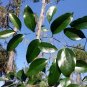 Greenbrier Smilax auriculata 20 Seeds
