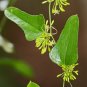 Greenbrier Smilax auriculata 20 Seeds