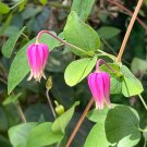 Pink Leather Flower Clematis glaucophylla 20 Seeds