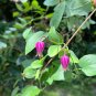 Pink Leather Flower Clematis glaucophylla 20 Seeds