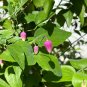 Pink Leather Flower Clematis glaucophylla 20 Seeds