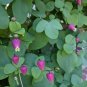 Pink Leather Flower Clematis glaucophylla 20 Seeds