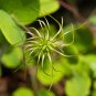 Pink Leather Flower Clematis glaucophylla 20 Seeds