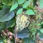 Pink Leather Flower Clematis glaucophylla 20 Seeds