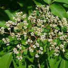 Bee Bee Tree Evodia daniellii 100 Seeds Bee Bee Tree Evodia daniellii 100 Seeds