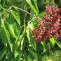 Bee Bee Tree Evodia daniellii 100 Seeds