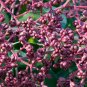 Bee Bee Tree Evodia daniellii 100 Seeds